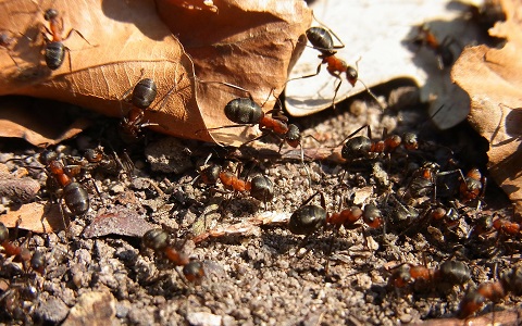 La comunicación química en las hormigas